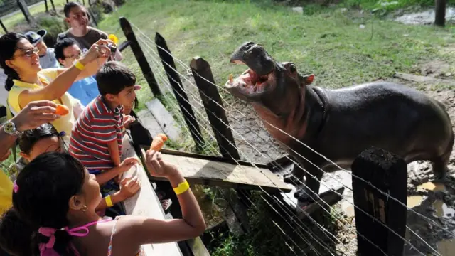 Bir hayvanat bahçesinde tellerin ardından bir hipopotamı besleyen ziyaretçiler