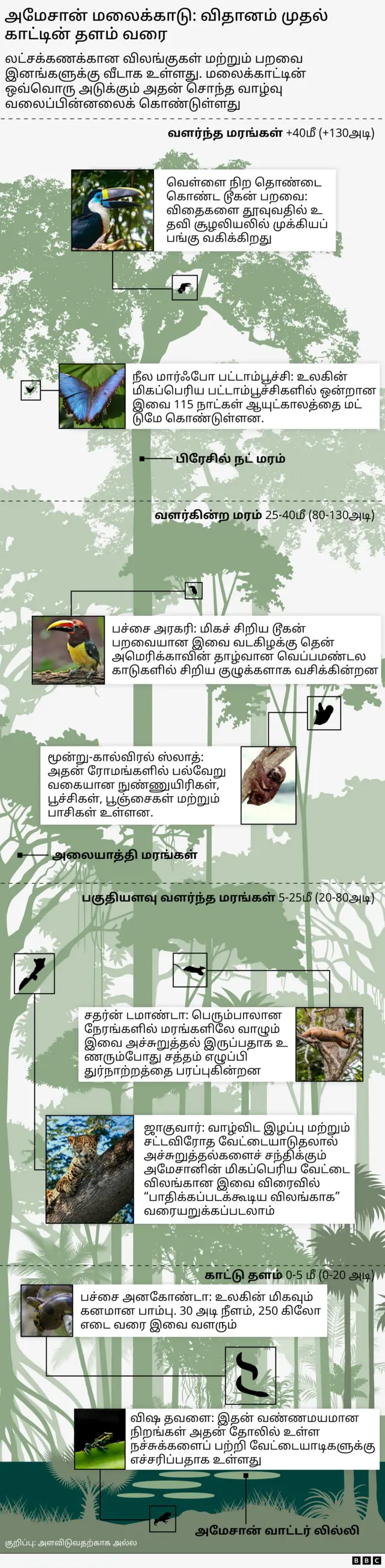 அமேசானில் வாழும் விலங்குகள் மற்றும் தாவர இனங்களைக் காட்டும் காட்சிப்படம்