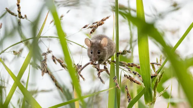 ধান ইঁদুরের খুব প্রিয় খাবার। 