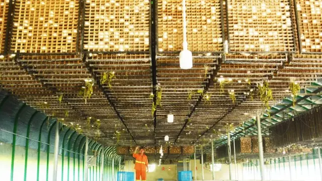 사육되는 누에나방은 야생 종보다 더 크고 하얀 고치를 만들어낸다