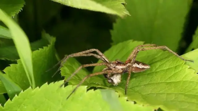 Buibui huwapa wenzao chakula kwa hariri (utando mwembamba unaofanana na nyuzi za protini).