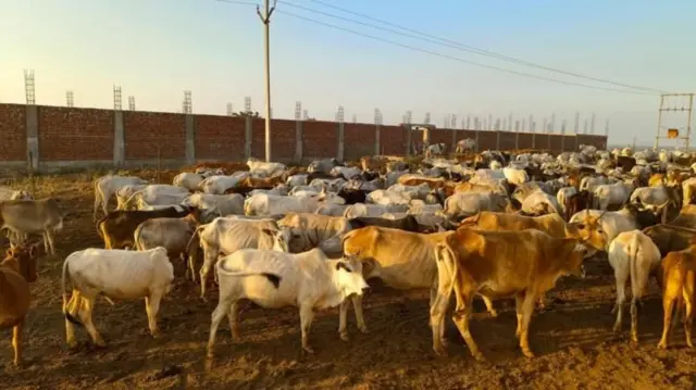 ગાયો, મધ્ય પ્રદેશ, પશુધન, હિંસા, બીબીસી ગુજરાતી