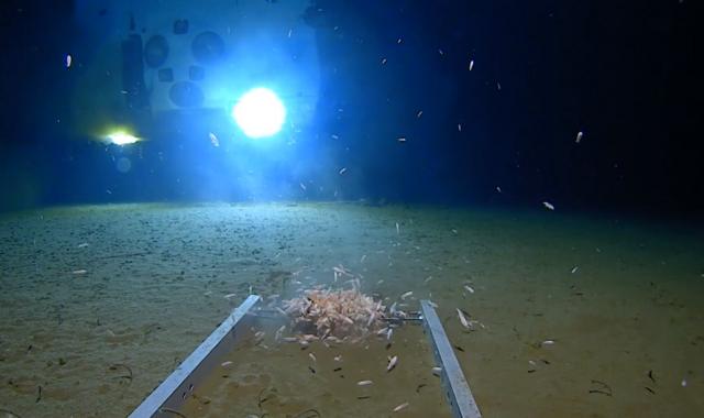 Prawn-like crustaceans in Mariana Trench