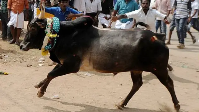 ஜல்லிக்கட்டு காளை