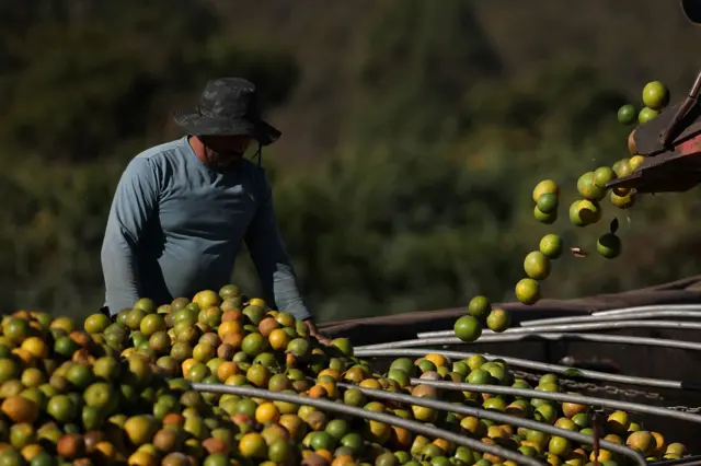 Trabalhador em fazenda de laranjas