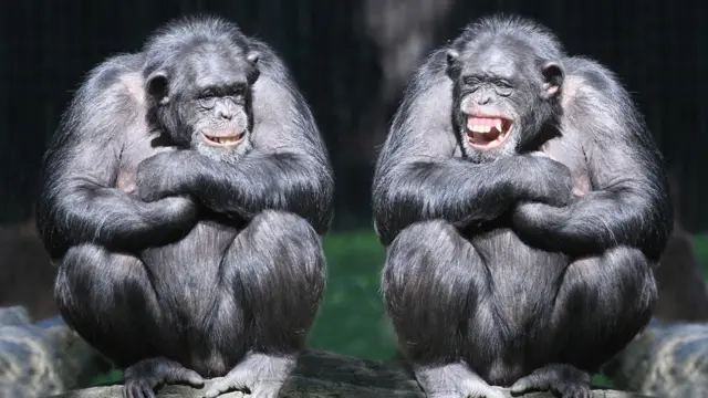 రెండు చింపాంజీలు