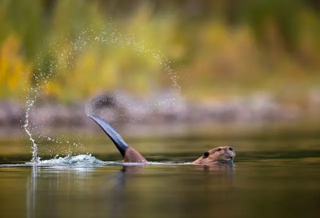Кемчет куйругу менен сууну чапчууда. Бул ыкманы алар сууда чоочун бирөө пайда болгондо колдонушат. Ал үй-бүлө мүчөлөрүн коркунуч тууралуу эскертип жатат. Автору Саванна Роуз
