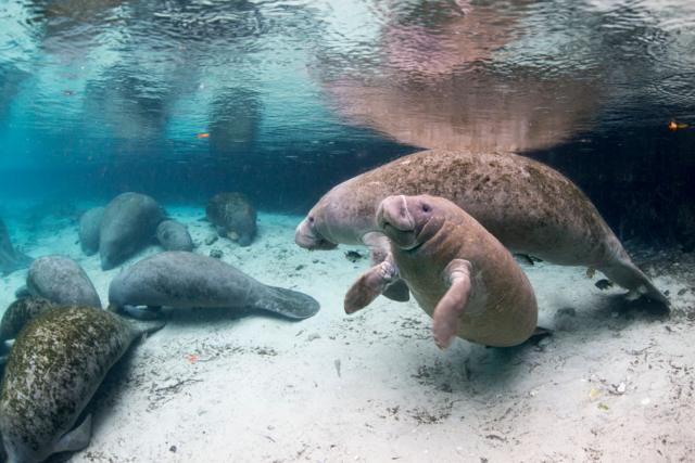 Peixes-boi cinza da Flórida