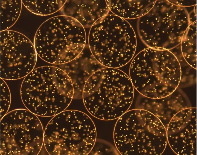 BRITISH HEART FOUNDATION, jantung, pembuluh darah, kompetisi