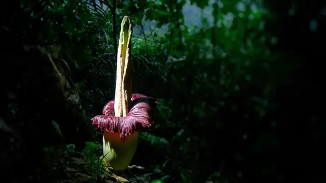 타이탄 아룸 꽃