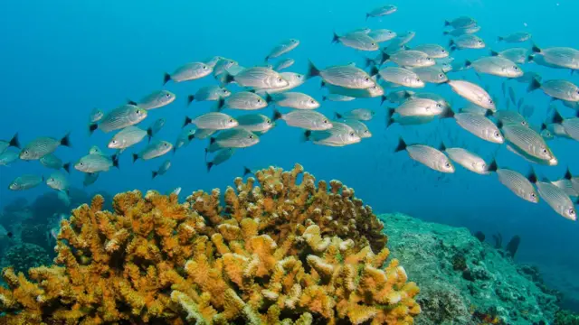 peixes no oceano