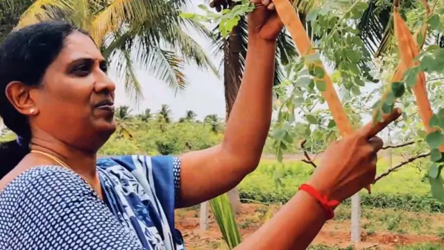 இயற்கை முறையில் முருங்கை எண்ணெய் உற்பத்தி 