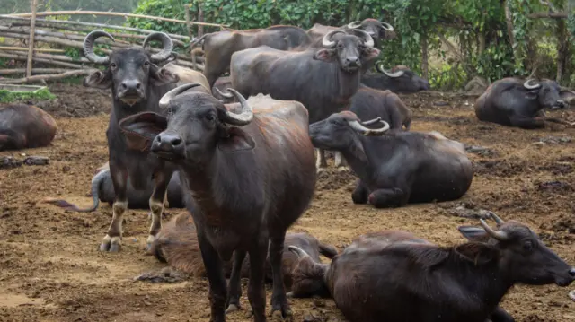 மசினகுடி, வறட்சி, மாடு, எருமை, கால்நடை