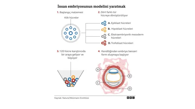 insan embriyosu modeli