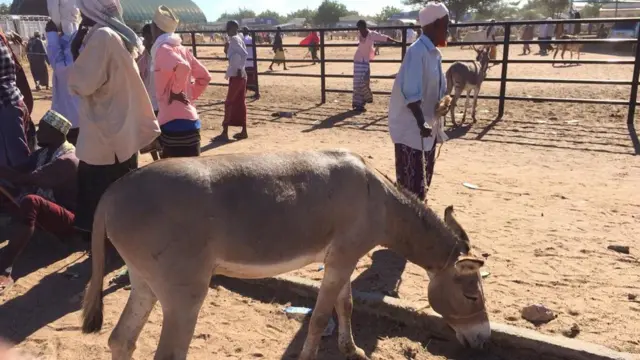 Dameero suuqa xoolaha Gaarisa loo iibkeenay