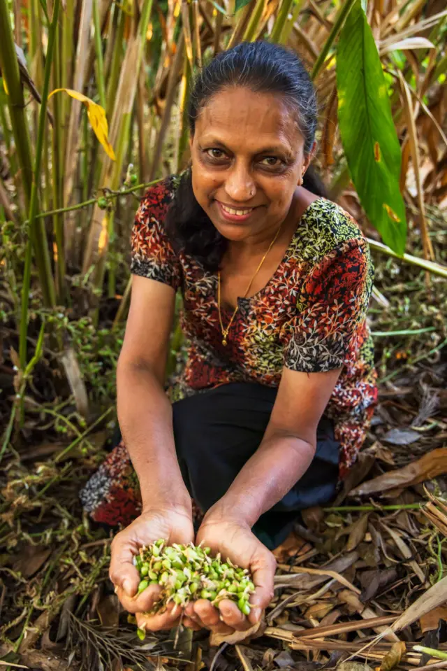 એલચીની ખેતી કેવી રીતે થાય, એલચીની ખેતીમાં કઈ બાબતોનું ધ્યાન રાખવું પડે, એલચીની ખેતીમાં કેટલી આવક અને ખર્ચ થાય, કૃષિ સમાચાર, ખેતીની માહિતી, બીબીસી ગુજરાતી 