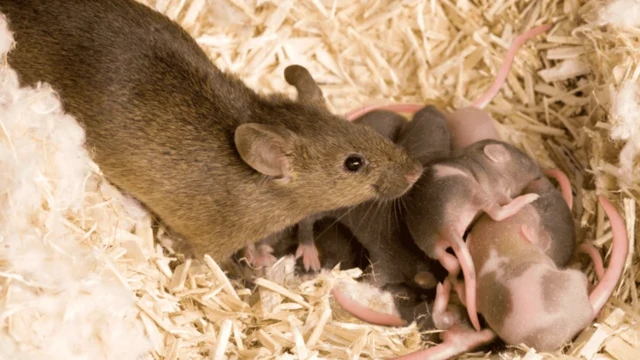 یک موش همراه با بچه‌هایش 