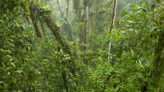 Floresta no Equador