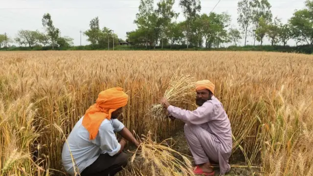 ভারতের কৃষিক্ষেতগুলোতেও এখন ফসল তোলার অপেক্ষা। অমৃতসর, ১৩ এপ্রিল