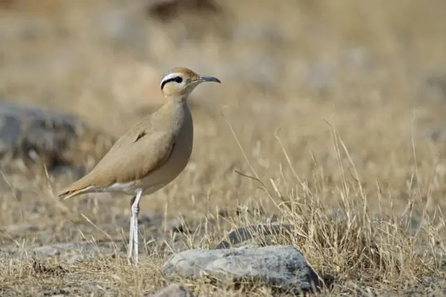 સિદ્ધાવતમ ફૉરેસ્ટસ અભ્યારણ્ય, આંધ્ર પ્રદેશ કડપા, કાલિવી કોડીની શોધ, સંરક્ષિત પક્ષી, કરોડોનો ખર્ચ, તેલંગણા, બીબીસી ગુજરાતી,