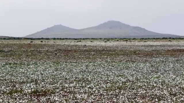 View of flowers in the Atacama Desert, Chile, on 17 August 2017