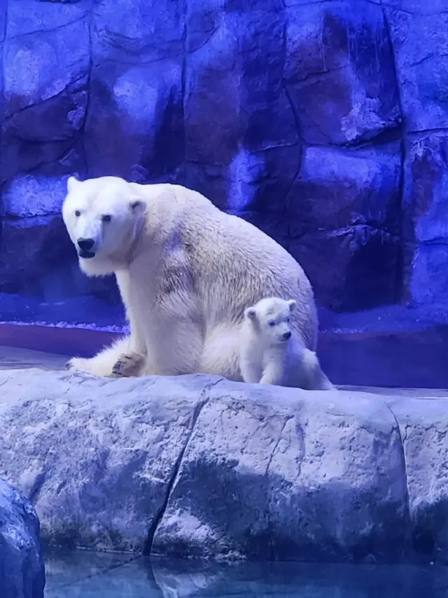 Nur acompanha a mãe Aurora em caminhada no recinto onde elas ficam no Aquário de São Paulo