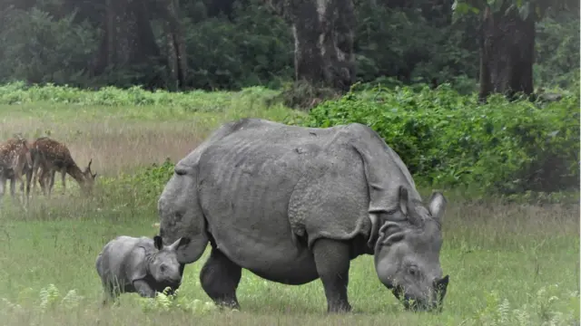 गैँडा गणना