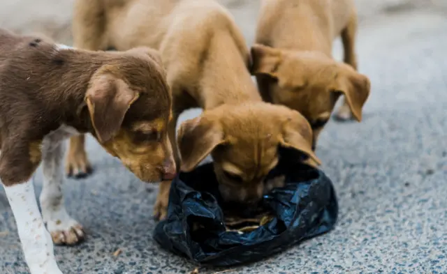 પ્રતીકાત્મક તસવીર