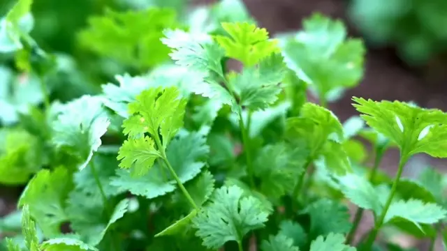 வெறும் கொத்தமல்லி பயிரிட்டு 12 லட்சம் ரூபாய் சம்பாதித்த விவசாயி