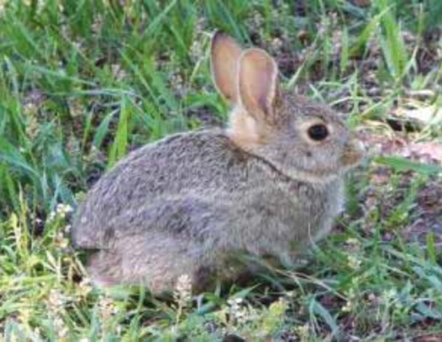 लघुकर्ण खरायो