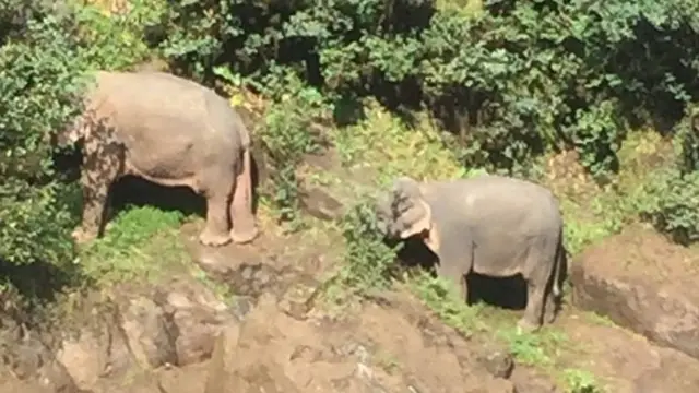 ช้างป่า