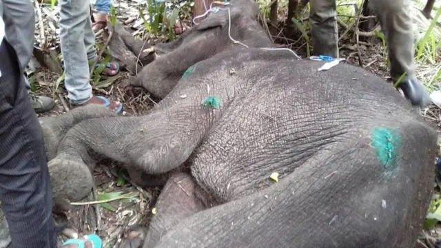 ගොඩ ගත් අලි පැටවාගේ දේහය