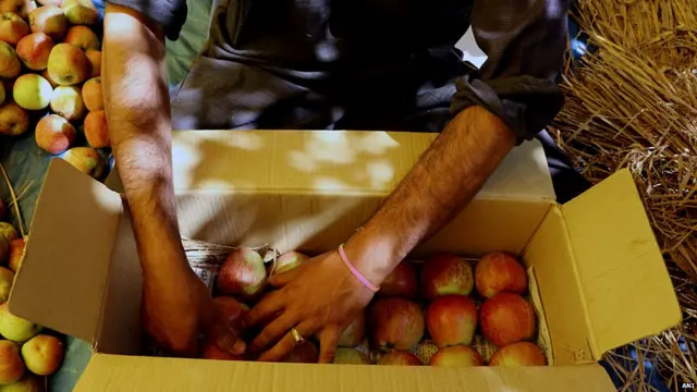 कश्मीरी सेब