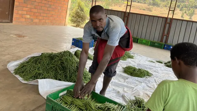 Umugabo urimo kwegeranya umusaruro w'imiteja