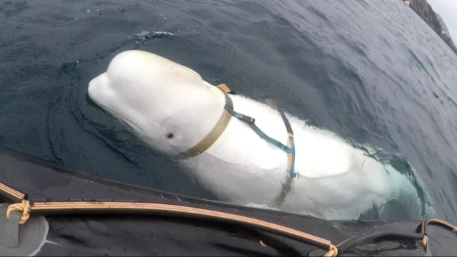 La beluga Hvaldimir
