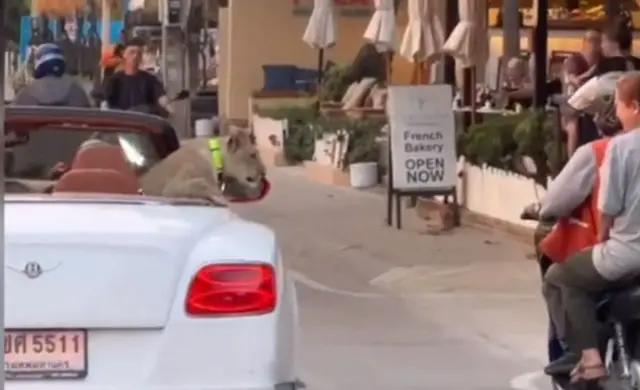 पतायाको सडकमा गाडीमा सिंह