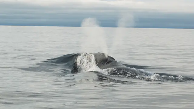 Ballena franca exhalando en dos columnas opuestas en forma de V