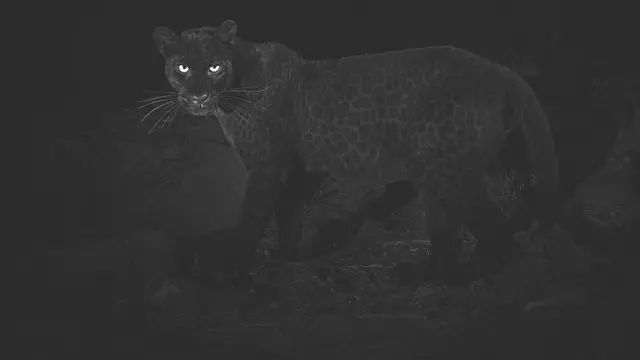 சிறுத்தை