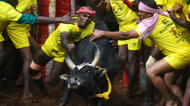 மாடுபிடி வீரர்கள்