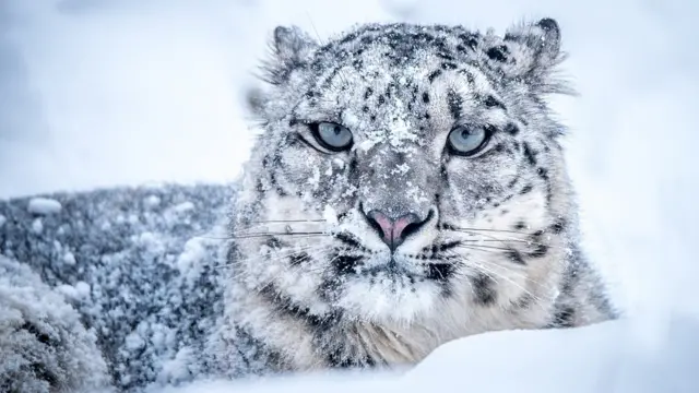 Африкаға порно саяхат