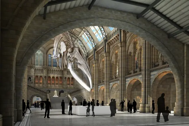 Так будет выглядеть скелет самки голубого кита в центральном зале Музея естествознания