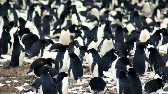 Pinguins nas Ilhas Danger Islands, na Antártida