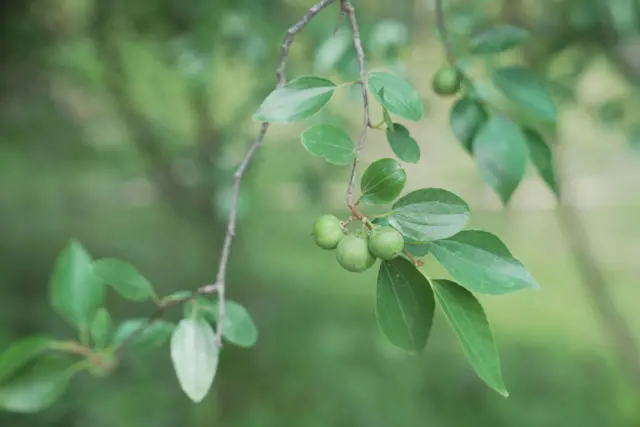 बोधिचित्तको बोट