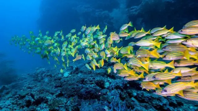 பரிணாம வளர்ச்சி, மரபணு, வால், குரங்கு