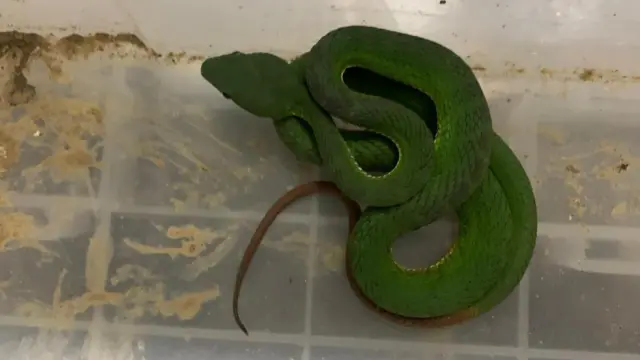 শ্রীমঙ্গলে উদ্ধার করা পিট ভাইপার