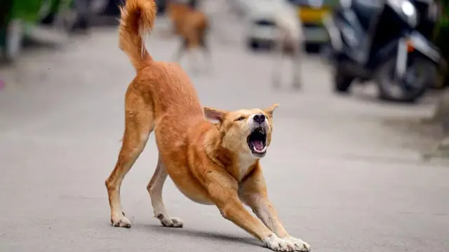 இந்தியாவில் தெரு நாய்களே இல்லையென்றால் நகரங்கள் என்னவாகும்?