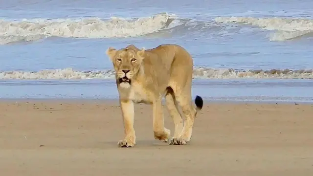 નામીબિયાના રણપ્રદેશા સિંહો, સીલ માછલીનો શિકાર, ગીરના સિંહો દરિયાઈ જીવોનો શિકાર, રણ પ્રદેશના સિંહો દ્વારા દરિયાઈ શિકાર, બીબીસી ગુજરાતી આંતરરાષ્ટ્રીય સમાચાર, બીબીસી ગુજરાતી ઇન્ટરનેશનલ ન્યૂઝ