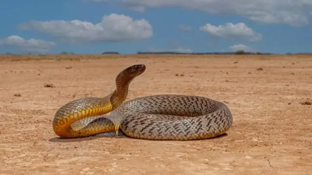 ઇનલેન્ડ ટાઇપન, બીબીસી, ગુજરાતી