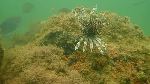 Peixe-leão avistado no litoral cearense, próximo à praia de Jericoacoara