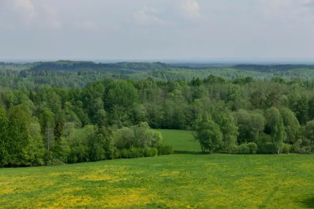 Un bosque en Valga, en la frontera entre Estonia y Lituania.